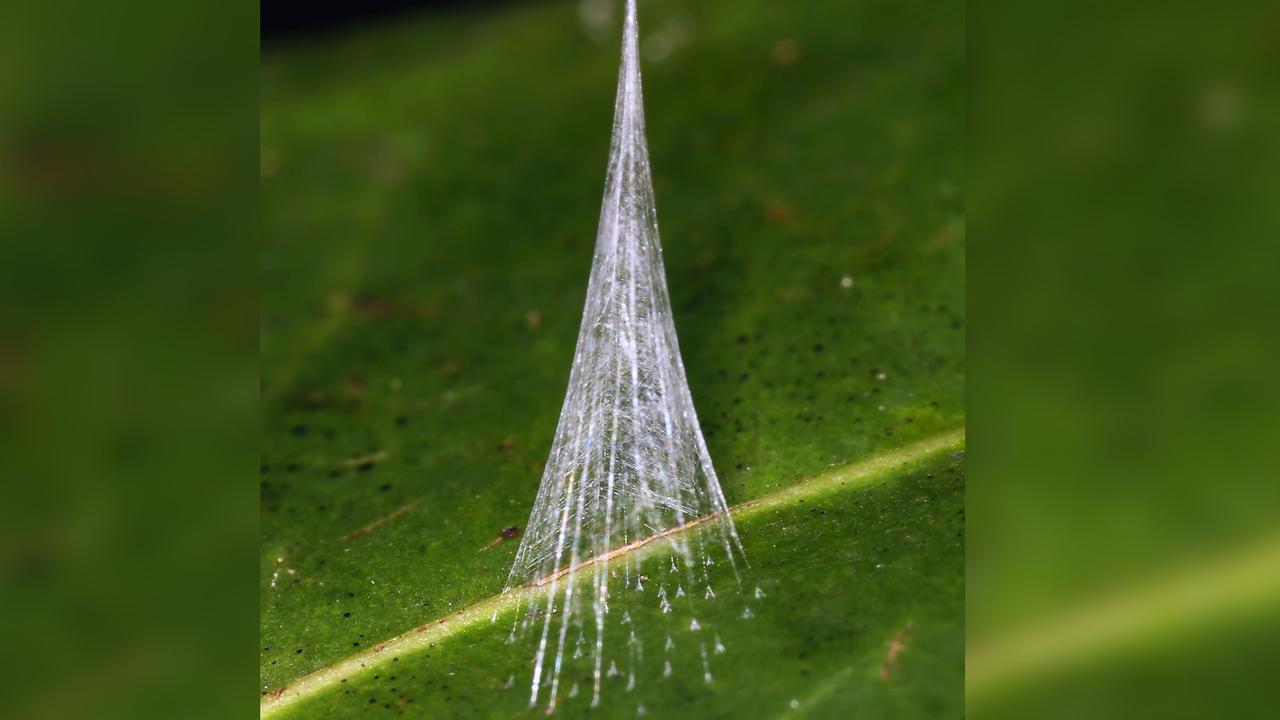 spider