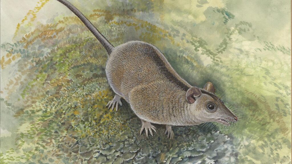 Ancient teeth found in Queensland point to a new species of small, insect-eating marsupials.
