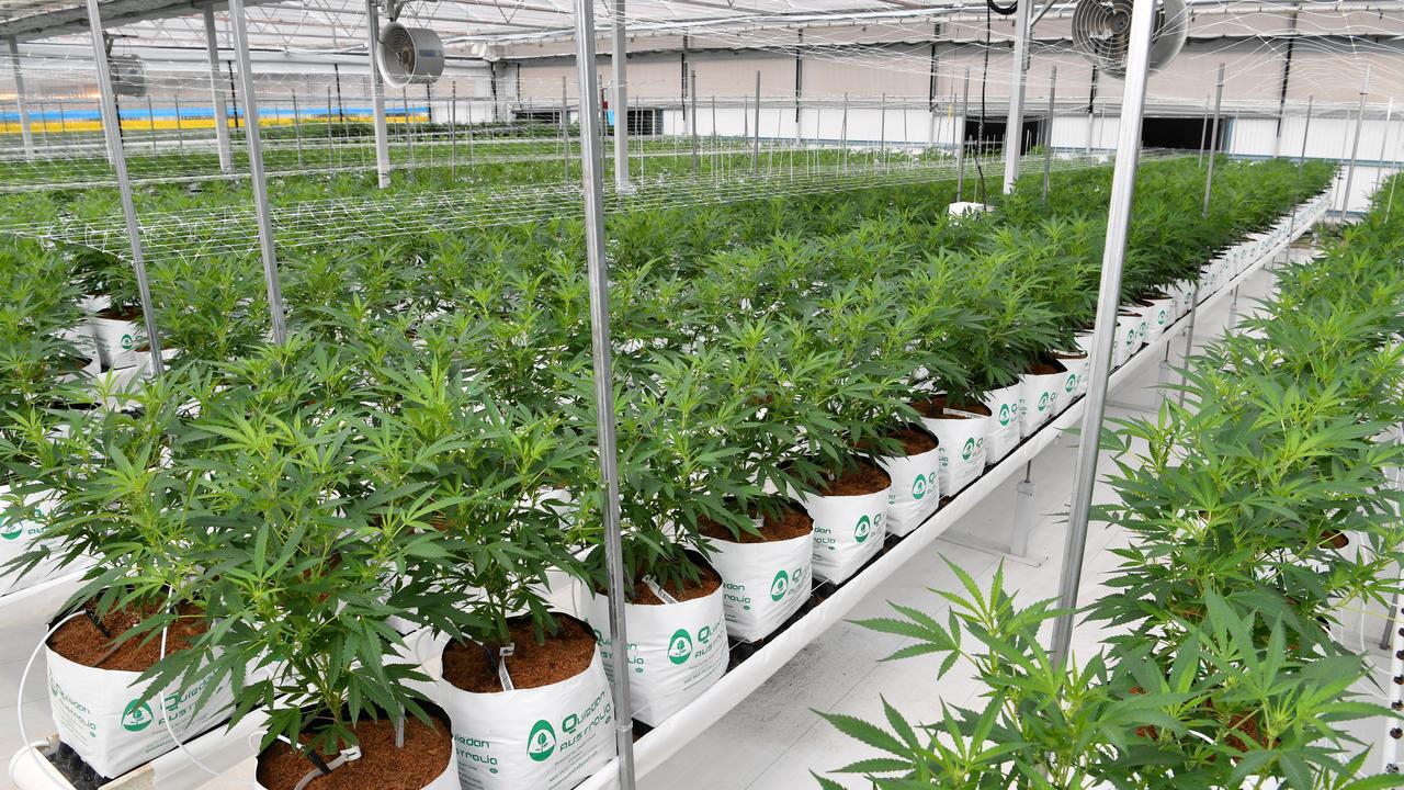 Cannabis plants growing at medifarm