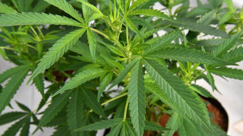 Proposed reforms will allow medicinal cannabis users to drive without fear of sanctions.
