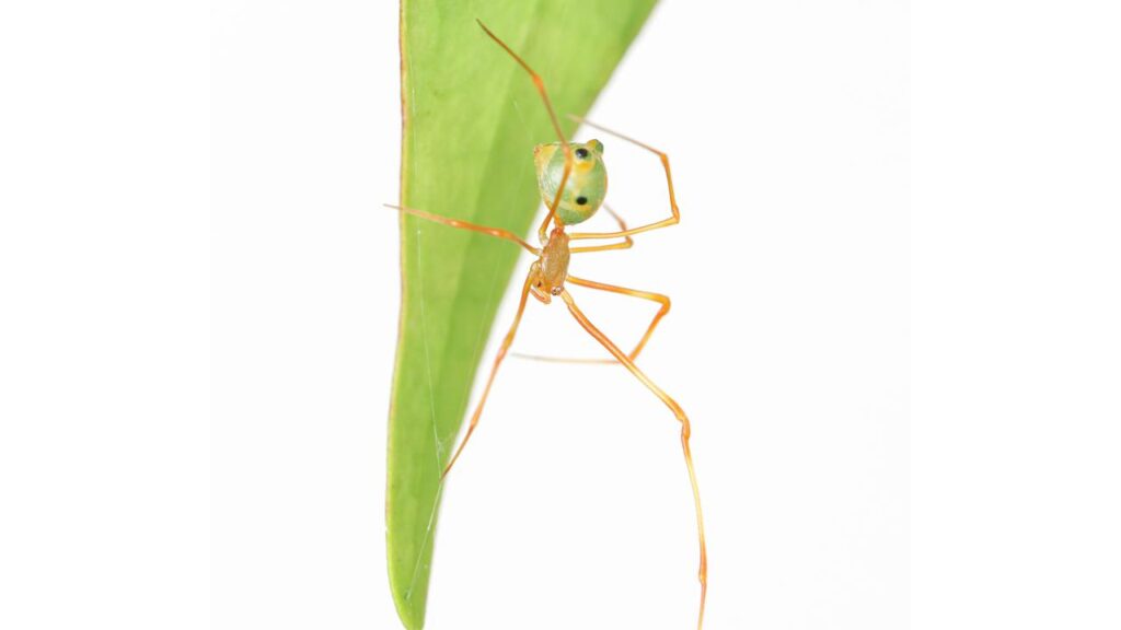 A species of spider with a special way of catching its prey has been found in far north Queensland.

