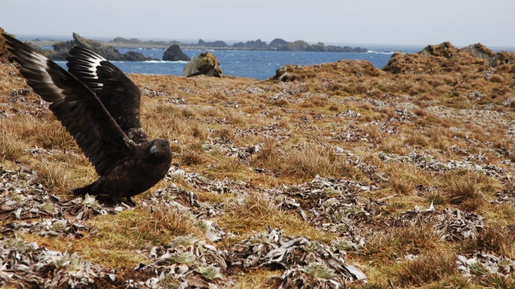 The H5 strain of bird flu has been detected in a brown skua on a remote beach southeast of Perth.
