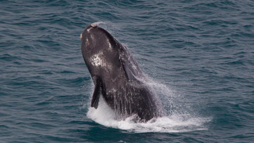 Researchers have turned to artificial intelligence to track whales rather than visual sightings.

