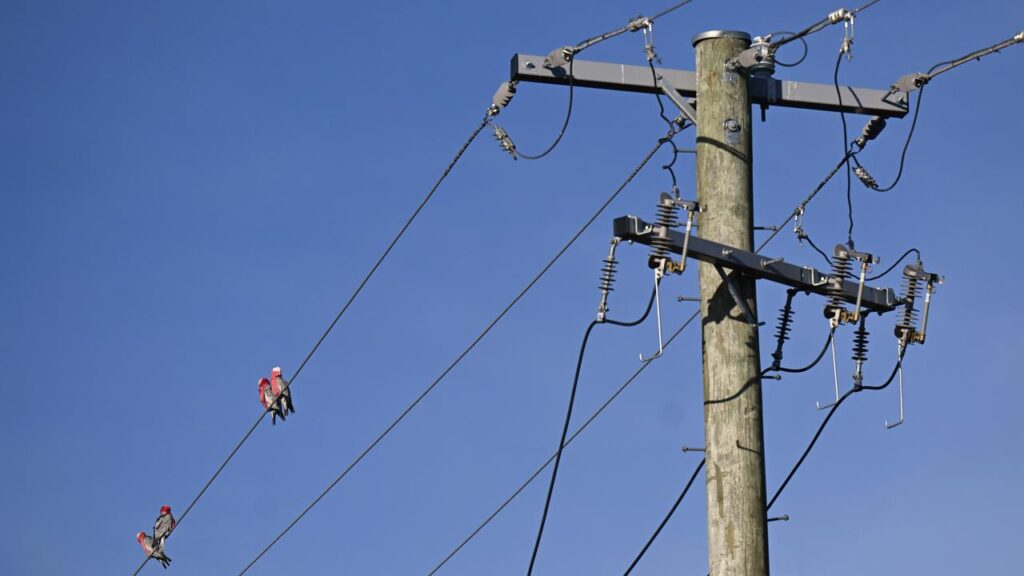 Queensland energy retailers will get “a very small window” to pass on savings, the premier says.
