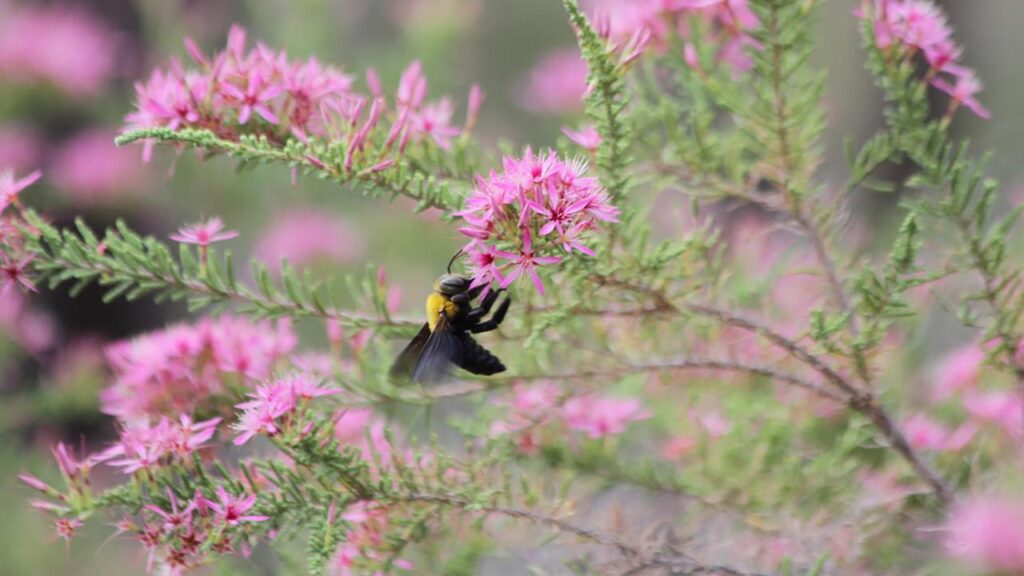 Research has found some bee species are more heat tolerant because of where they nest.
