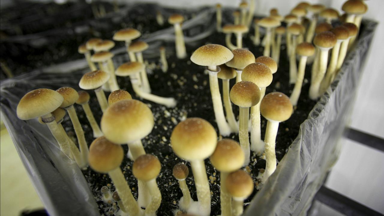 Magic mushrooms (file)