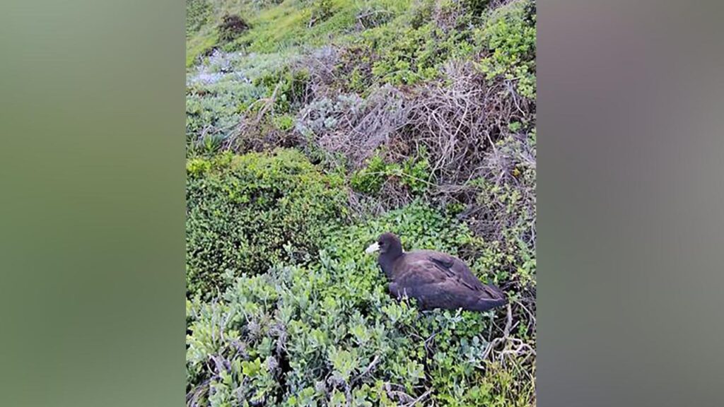 A petrel is one of the confirmed cases of bird flu recorded on Australia’s mainland.

