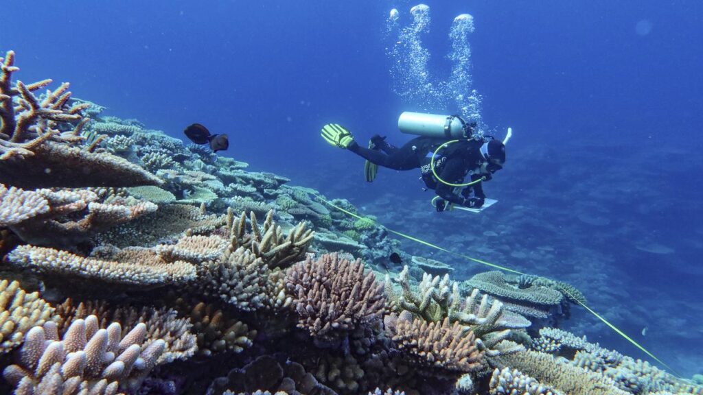 The UN has called on Australia to give an update on the health of the Great Barrier Reef by 2028.
