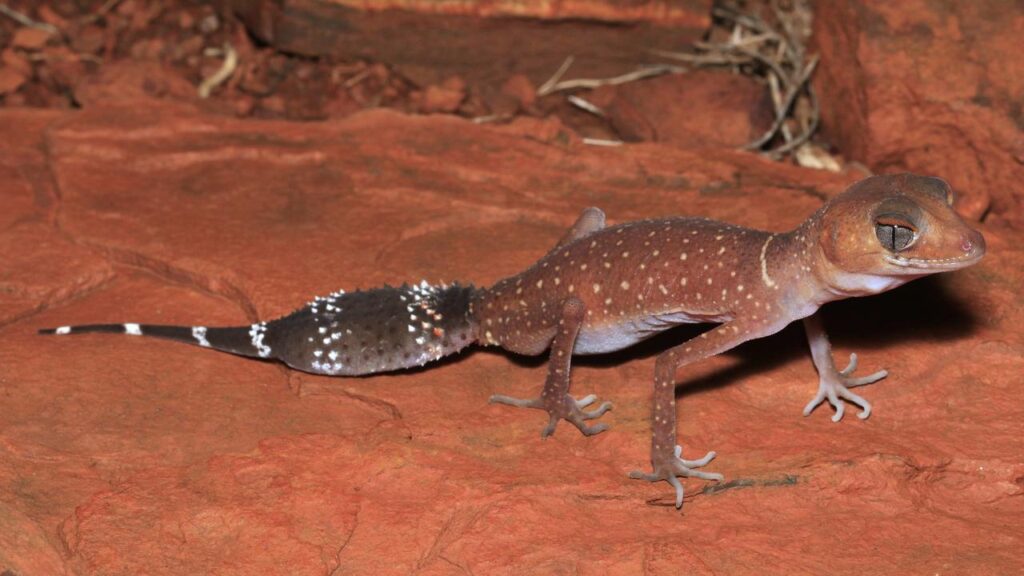 Scientists say global warming is driving the Pilbara barking gecko to seek cooler habitats.
