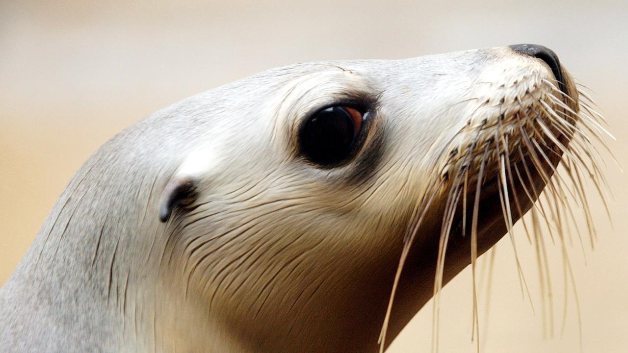 SEA LION PUP