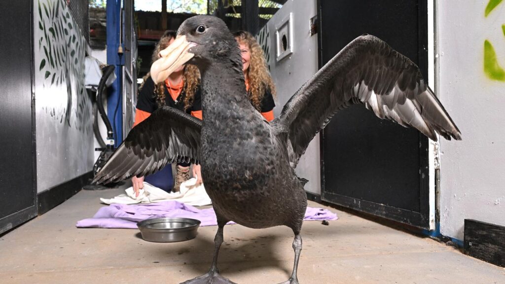 An initial positive case of H5 bird flu has been detected in Queensland.
