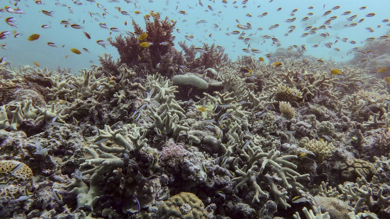 Part of the Great Barrier Reef