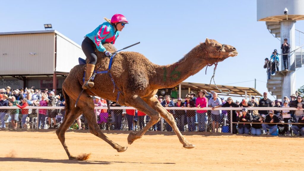 Queensland’s outback camel trail is roaring into life, luring tourists off the beaten track.
