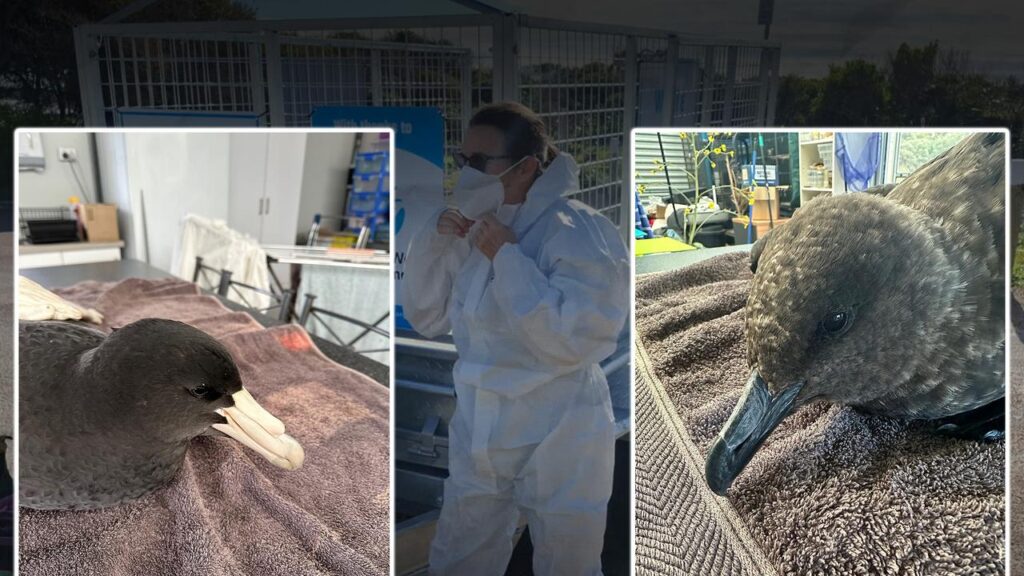 The deadly avian flu may have reached NSW.
