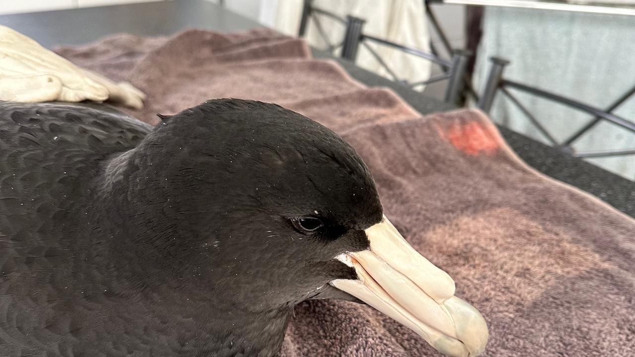 Petrel
