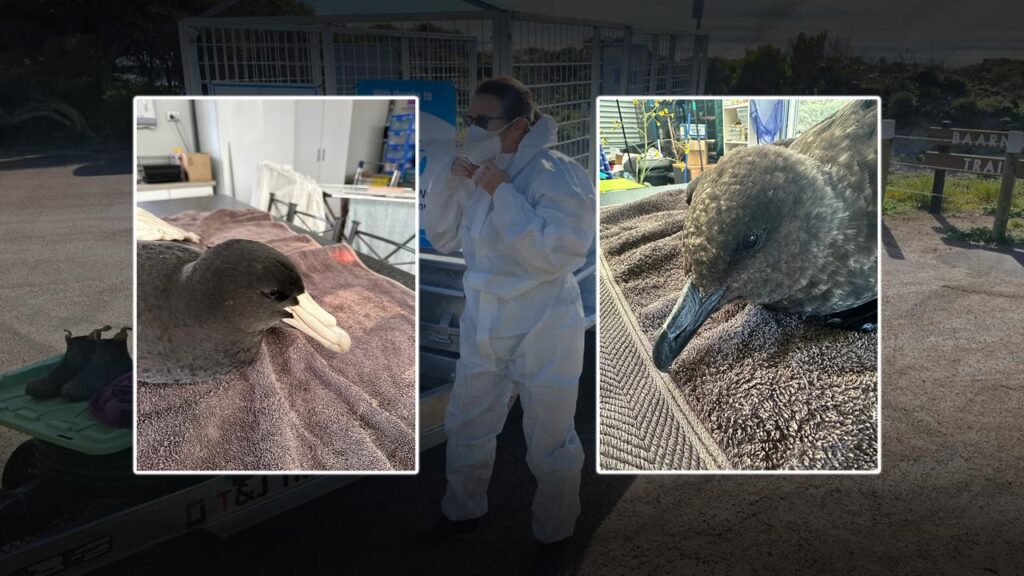 Among bird species confirmed with a deadly virus are a giant northern petrel and a brown skua.
