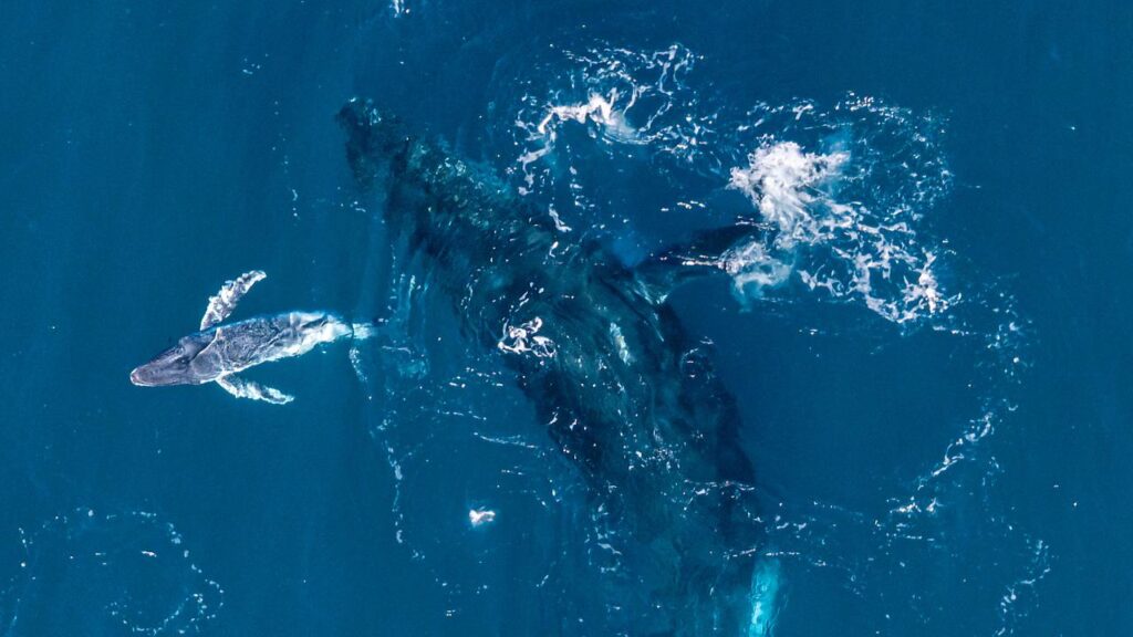 Rare footage of a humpback whale giving birth off Australia’s coast has stunned researchers.

