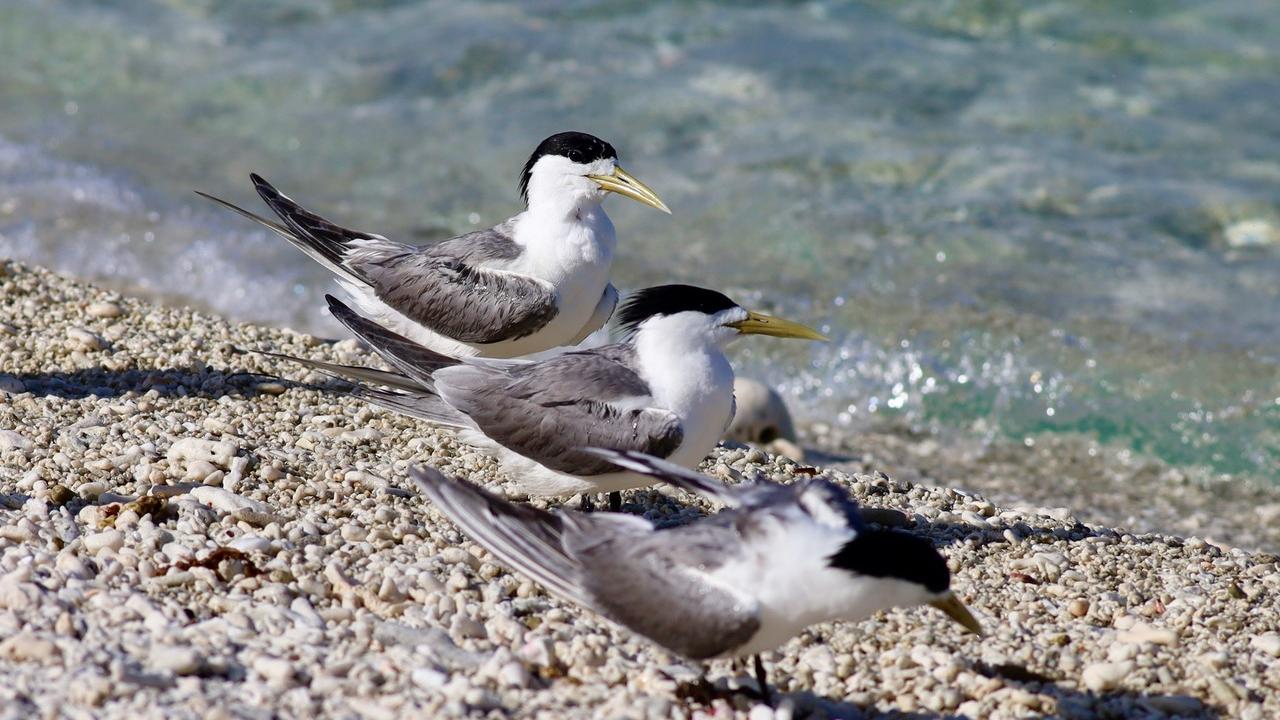 GREATER CRESTED TERNS