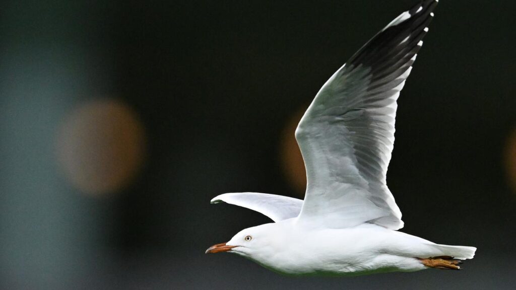 Authorities are on high alert as a suspected case of bird flu in a seagull sparks fears for mammals
