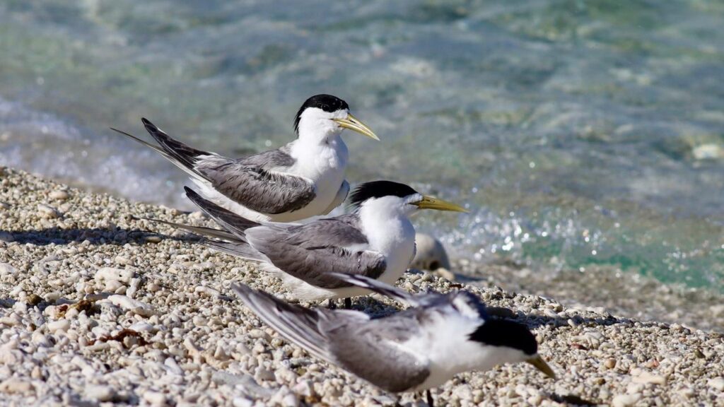 Greater crested terns have tested positive for the bird flu in various states.
