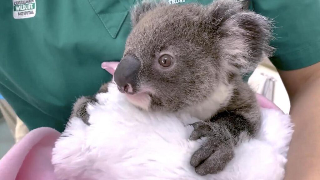 A sperm and egg bank is being established to help ensure the long-term survival of koalas.
