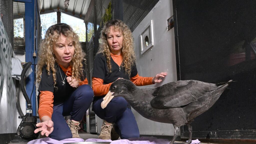 Bridgette and Paula Powers are relieved a northern giant petrel has been cleared of bird flu.
