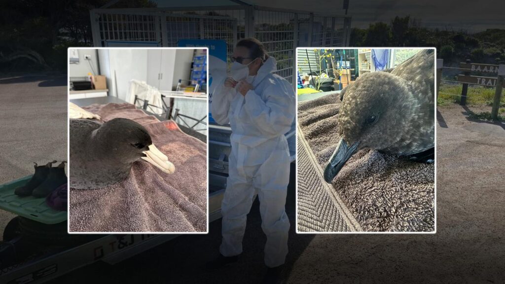 Cases of bird flu in Australia have only affected migratory birds – until now.
