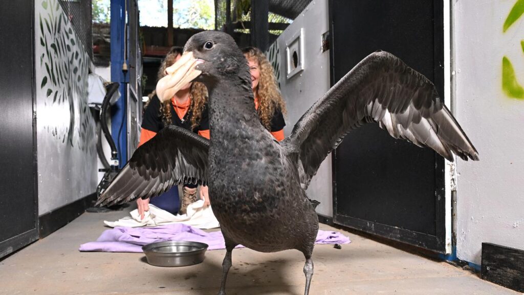 There’s concern the disease will start spreading in Australia’s non-migratory bird population.
