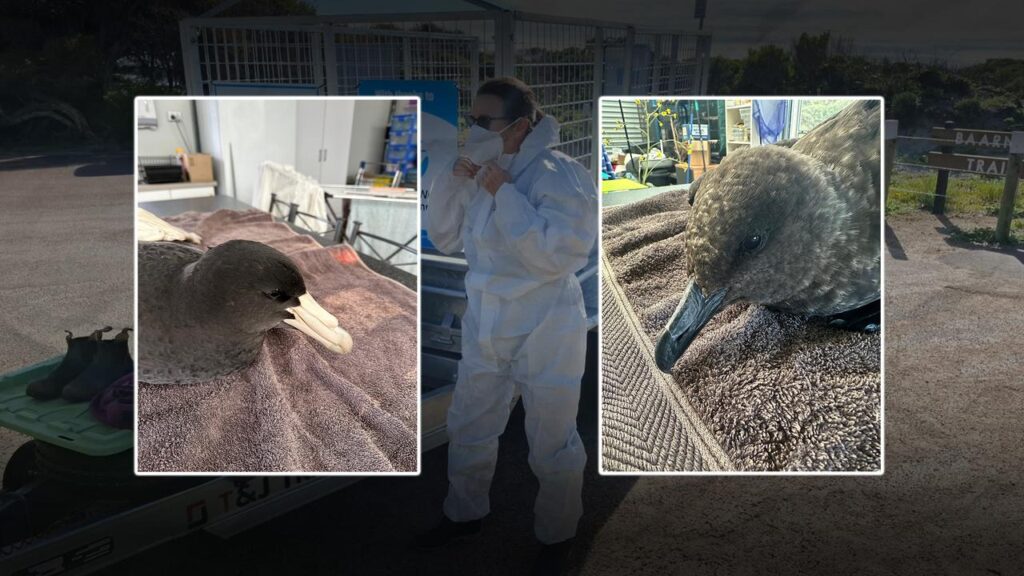 Authorities are bracing for a rise in the bird flu tally after suspected cases in two states.
