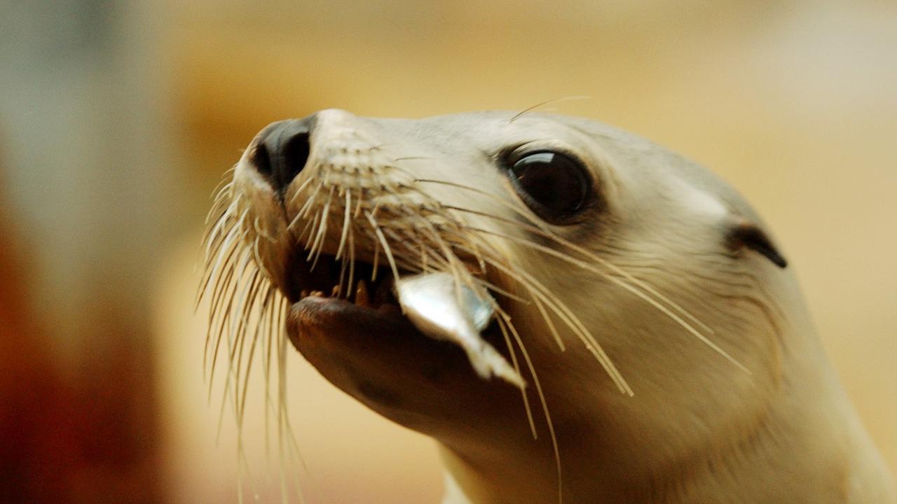 SEA LION PUP