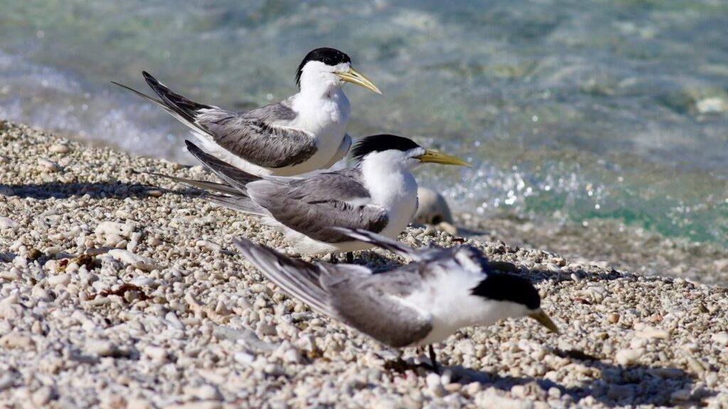Crested terns are the latest species in which suspected bird flu cases have been detected in SA.
