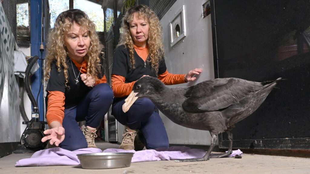 Bird flu cases have now been confirmed in four Australian states.
