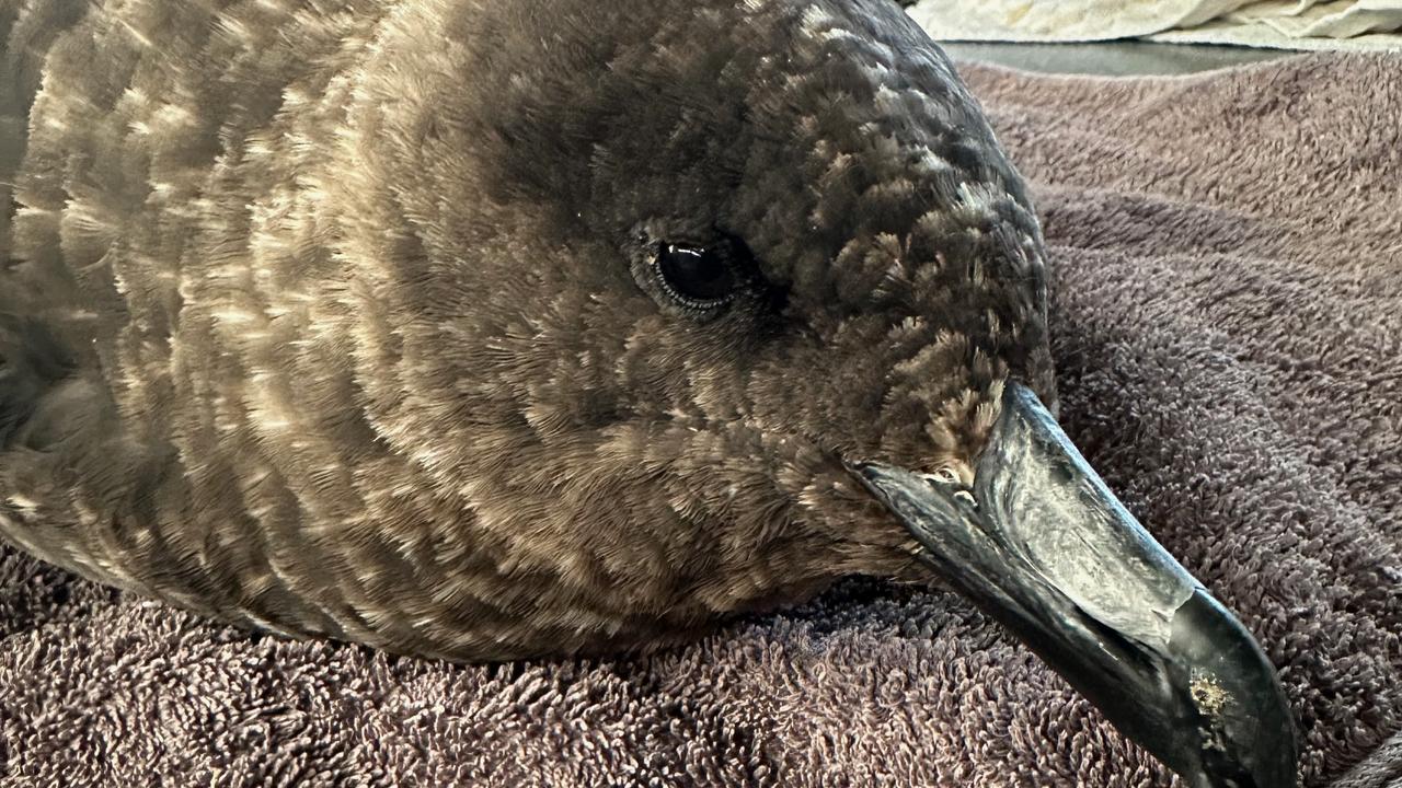 A brown skua