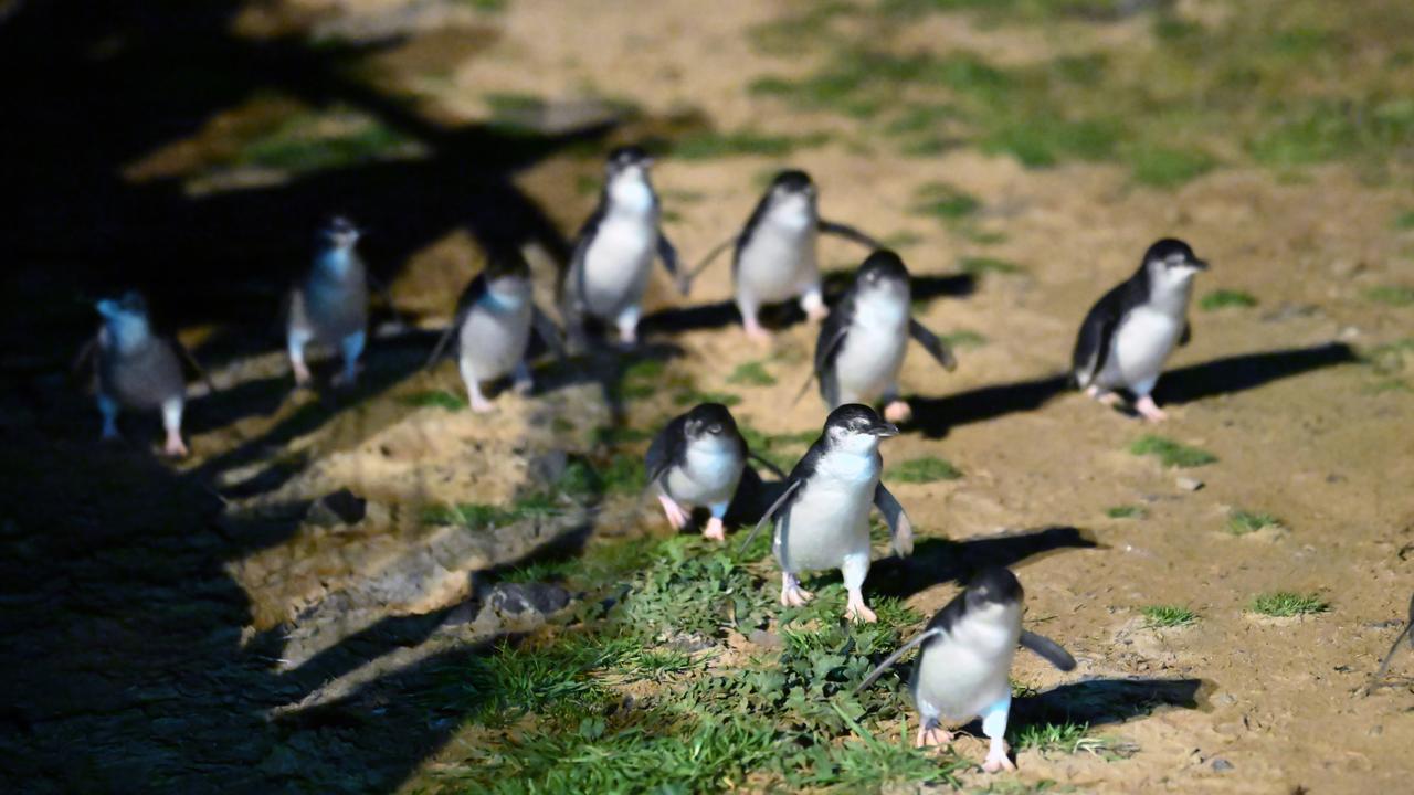 Little penguins come ashore ahead of being given a vaccination