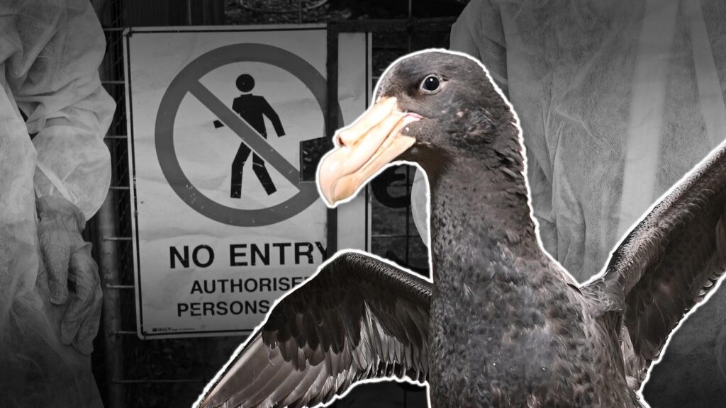 Wildlife experts are concerned the bird flu virus has created a widespread animal-welfare issue.
