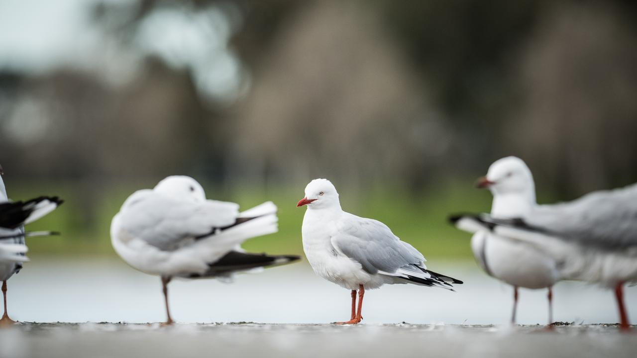 Silver Gulls