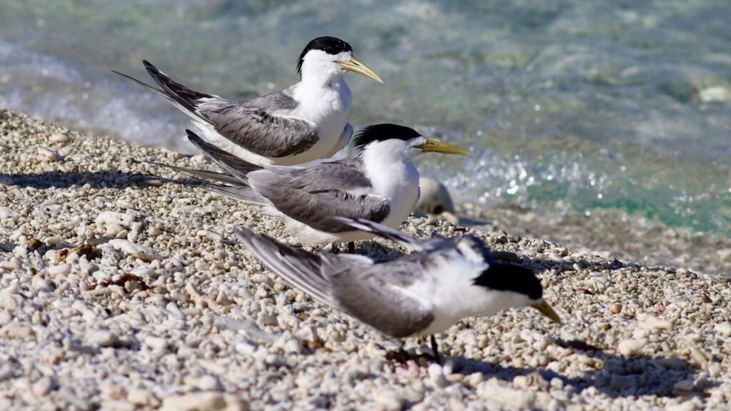 A group of dead and sick greater crested terns in South Australia have tested positive for bird flu.
