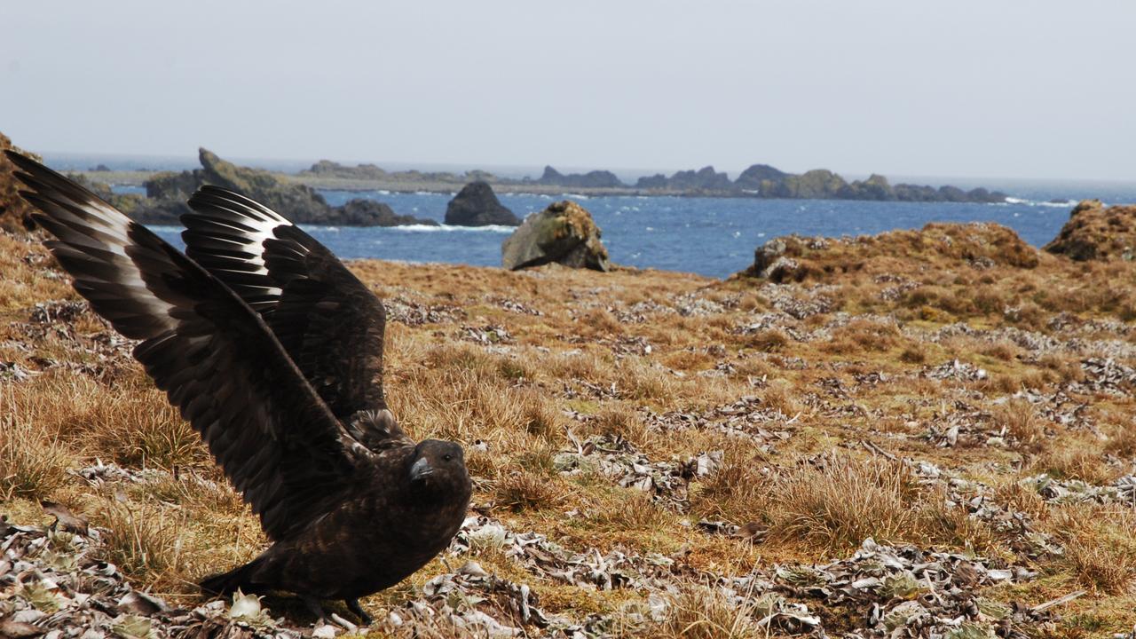 A skua on Macquarie Island