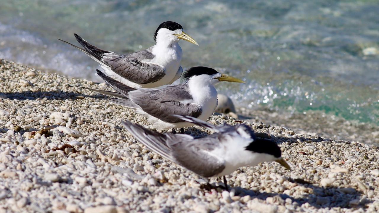 Greater crested terns