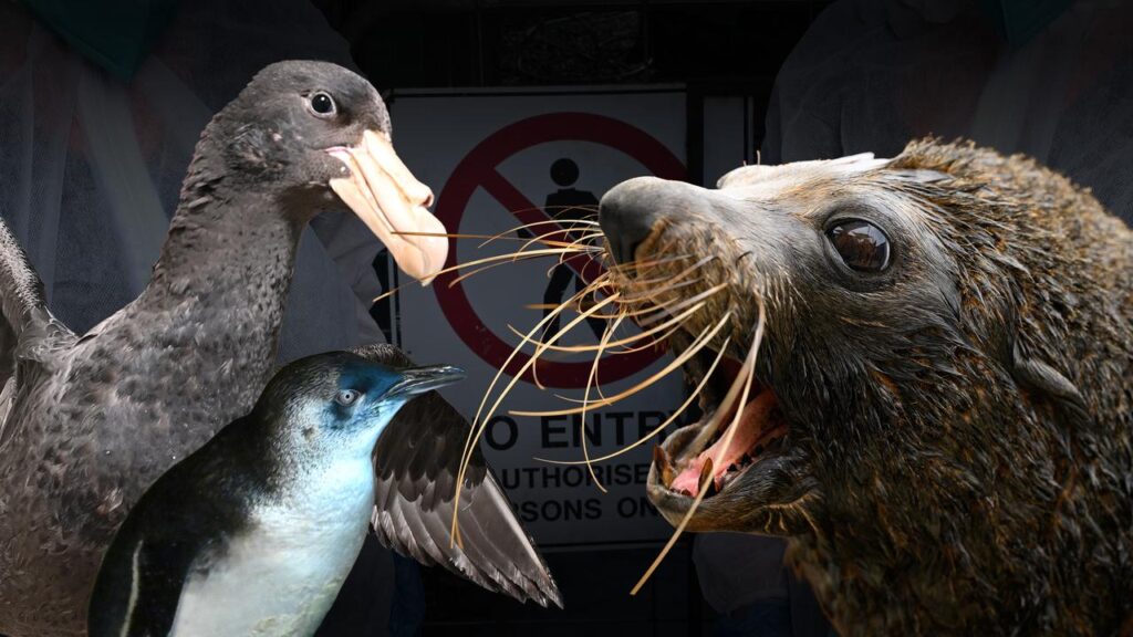 More than 300 cases of bird flu have been recorded in Australia, including almost 200 in SA alone.

