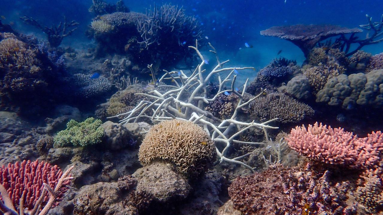 reef