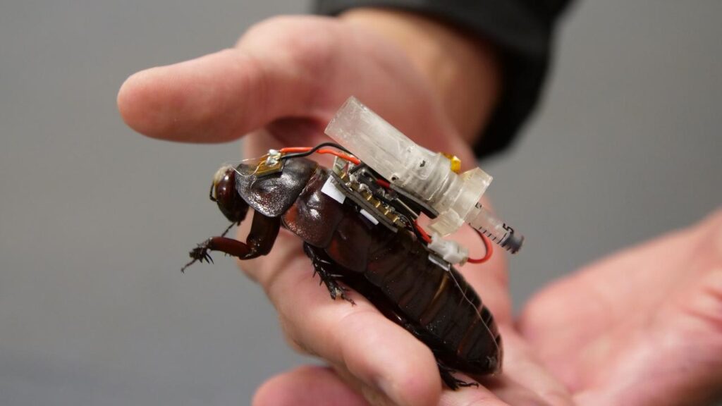 Robotic cockroaches could one day deliver emergency aid to people out of reach of rescuers.
