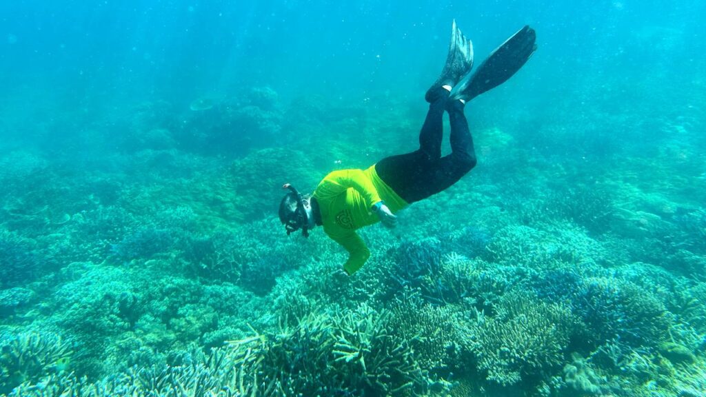 Australia’s coral reefs are disappearing faster than the global average, research reveals.
