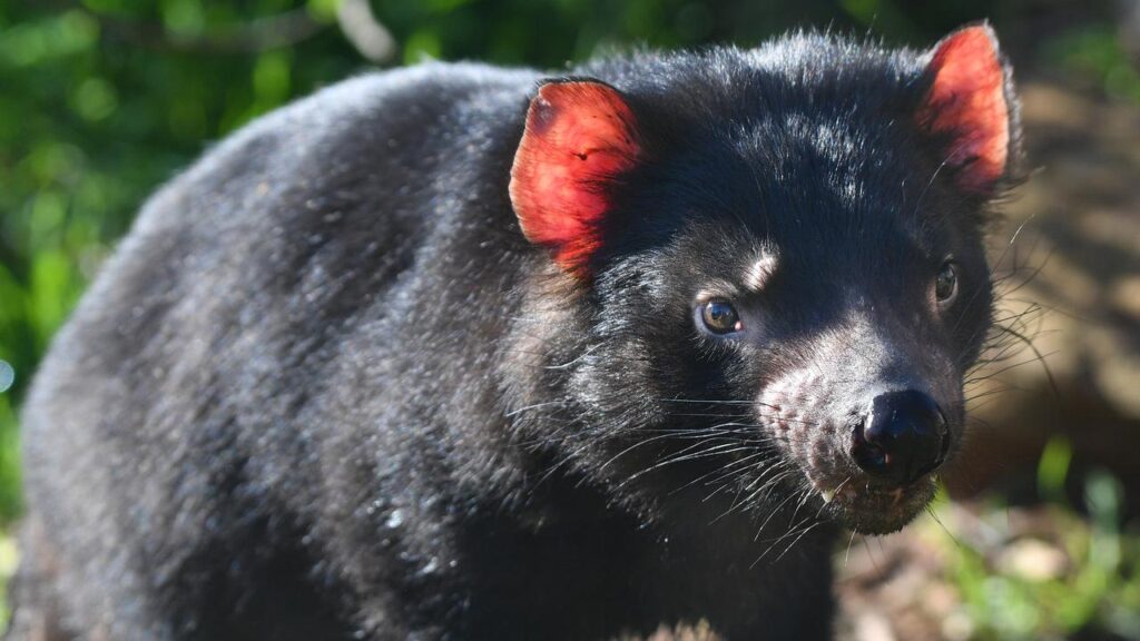 An expert has called for bird flu vaccinations for endangered species like the Tasmanian devil.
