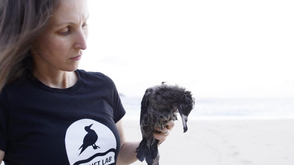 Jennifer Lavers with a deceased seabird amid findings the young are showing dementia-like symptoms.
