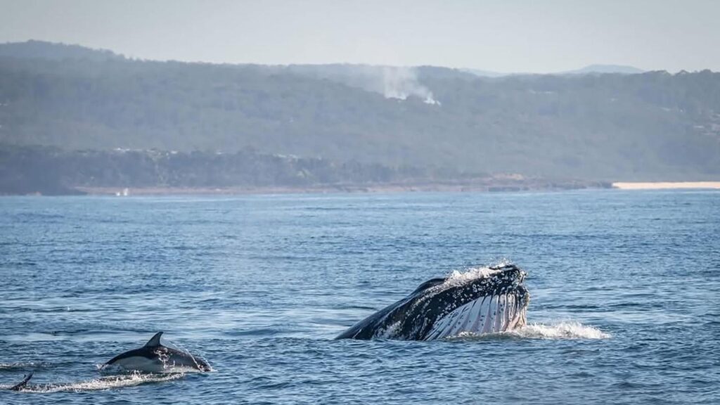Humpback whales aren’t shy about snacking while migrating off Australia’s coast, research suggests.
