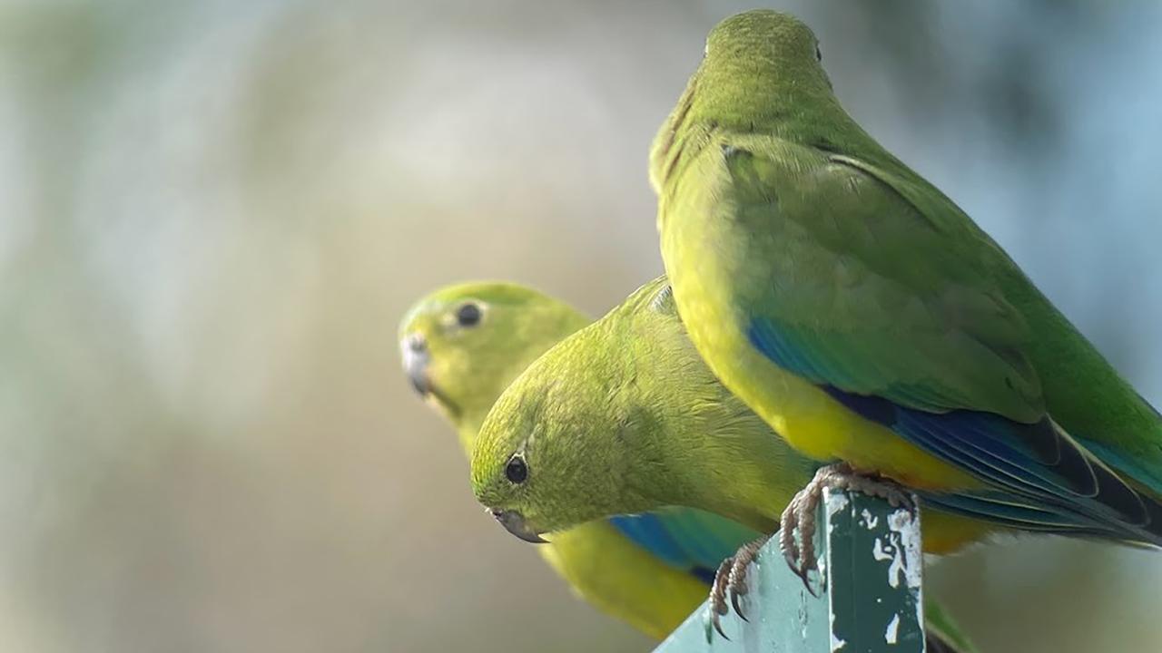 bird