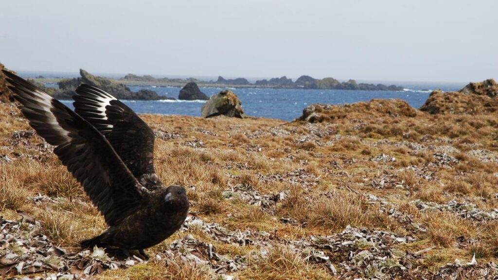 Tasmania has recorded its first case of bird flu after a brown skua was confirmed with the virus.
