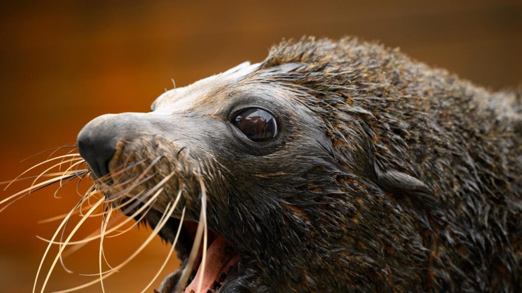 A long-nosed fur seal in South Australia has tested positive for the H5 bird flu.
