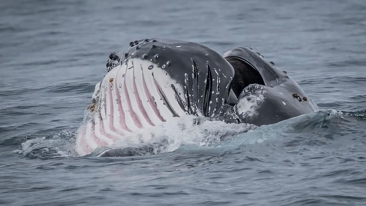 Humpback whale in Eden, NSW, Australia